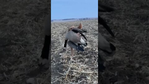 Golden Retriever Carrying A BANDED Goose! #goldenretriever #goosehunting