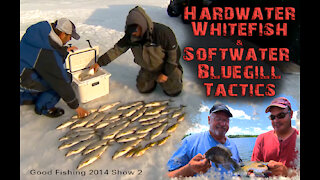 Hardwater Whitefish and Softwater Bluegill