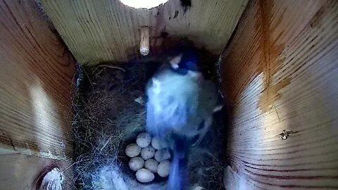 Great Tit adventure - Day 29 - Egg 9
