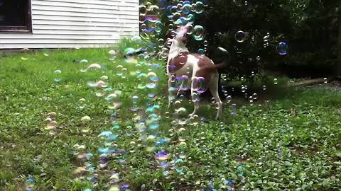 Super Excited Dogs And Pretty Bubbles