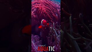 🌊 #AQUATIC - Iridescent Joy as a Clownfish Dances in Pink Embrace, Applauded by Anemones 🦈