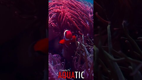 🌊 #AQUATIC - Iridescent Joy as a Clownfish Dances in Pink Embrace, Applauded by Anemones 🦈