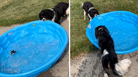 Adorably Protective Pup Doesn't Let Anyone Play In His Pool