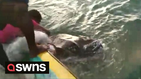 Fishermen rescue 600kg turtle after it became entangled in netting