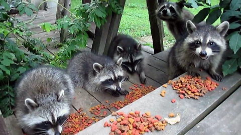 Nursery of raccoons enjoy epic gourmet feast