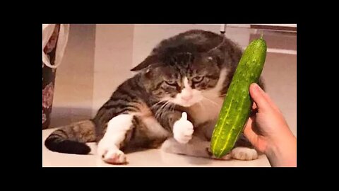 Funny Animal Videos 2022 😂 - Best Cats Videos 😺😍