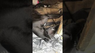 Disabled Greyhound steals big dog's kennel for nap Part III