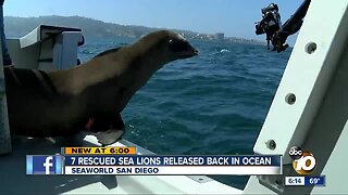SeaWorld San Diego releases seven rescued sea lions