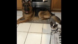 GSD and chihuahua play