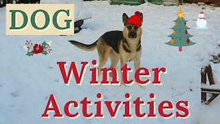 Dogs First Snow of The Year | Tips To Have Fun (Funny)