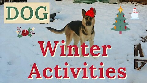 Dogs First Snow of The Year | Tips To Have Fun (Funny)