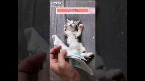 Cute kittens videos 2021 20
