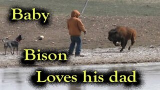 Bison Baby Runs Around Entire Pond To Greet His Caretaker
