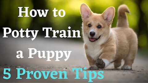 How to Potty Train a Puppy - 5 Proven Tips