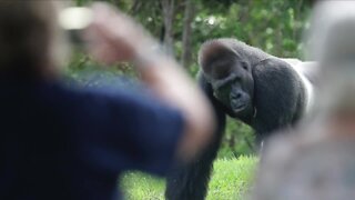 Denver Zoo will start vaccinating animals for COVID-19 as early as next week