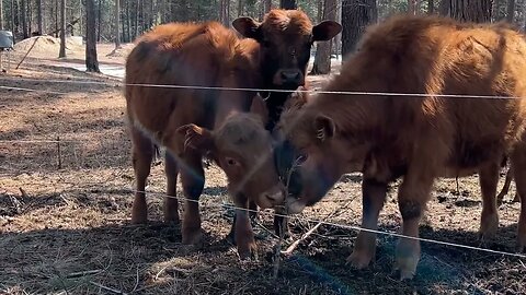 Cleaning up the land getting it ready for the cows to pasture in spring Episode 5