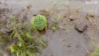 Cette grenouille crie pour se défendre