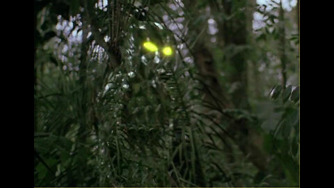 Bigfoot Glimmer-Man Photo Taken by Witnesses