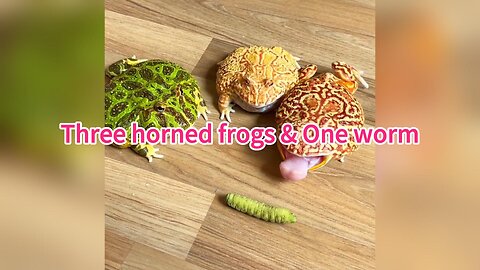 Three horned frogs & One worm | Funny
