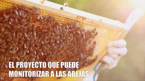 Salva a las abejas: El proyecto de alta tecnología que las quiere salvar