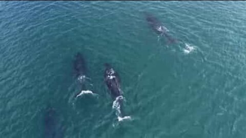 Mergulhadores interagem com baleias-jubarte