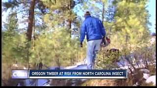 Officials: Oregon timber at risk from North Carolina insect