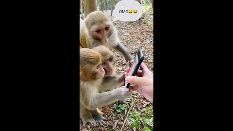 Funny Monkey watching own video in Mobile😂😂