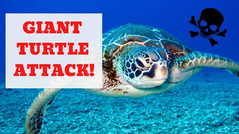 Giant Turtle ATTACKS and badly injures tourist! 😲