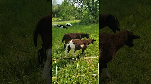 GRASS FED SOLAR POWERED PLANT BASED LAMB! #shortsmusic #homesteading #farming