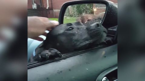 "Adorable Dog Jumps Into Stranger’s Car for Food"