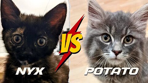 Tortie VS Maine Coon Mix 😺 Cute Kittens Battle it Out!