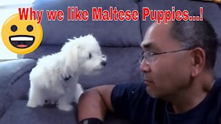 Why We Like Maltese Puppies...!