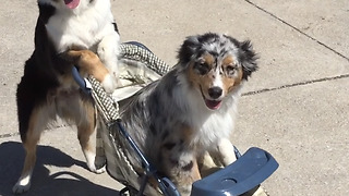 This Is How It Looks To Be Pushed In A Stroller By A Dog