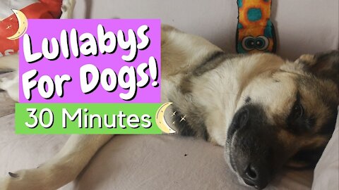 30 Minutes Lullaby Music For Dogs | Watch My Gerberian Shepsky Take A Nap