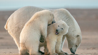 Fun Learning for Kids! - Wonders of Nature with Cute Animals 🌟