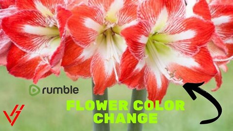 Flower color change