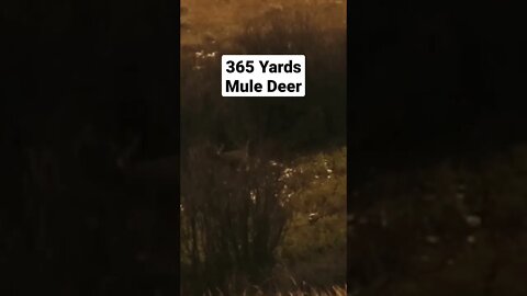 365 Yards Wyoming Public Land Mule Deer Down!