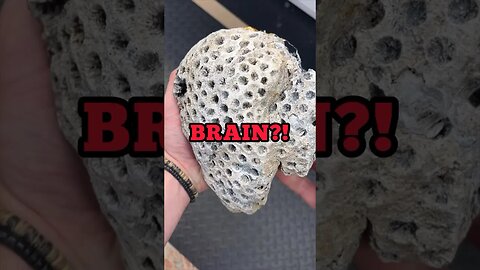 Fossilized brain?! NOPE! Agatized coral from Florida!