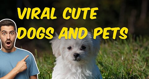 Viral Cute Dogs I am sure you love