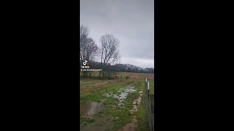 Cows and calves in the rain.