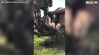 Lenhador amador corta árvore para cima de casa