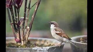 Un oiseau aux prises avec une porte vitrée