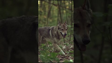 Wolves in their Natural Habitat: The Art of Relaxing in Nature, relax music #shorts