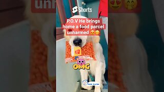 After a year of struggle finally parcels are safe #goldenretriever #ytshorts #shortscreator