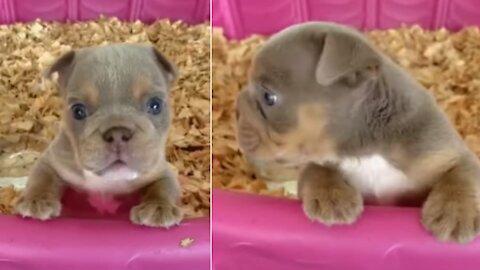 Such a Cute Little Puppy Bulldog 🐶 RAWR!