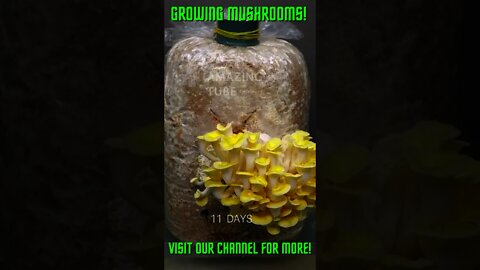 growing Golden Oyster Mushrooms #Shorts #Youtube+Shorts #ExtremeSports #Shorts+ #Shorts+Mushrooms