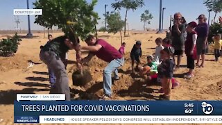 JNF plants trees for those who get COVID vaccine
