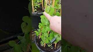 Growing Peas in Winter?