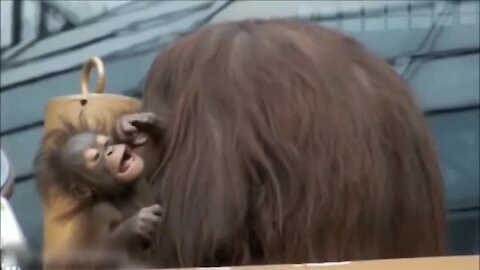 Baby Orangutan