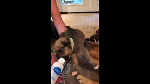Puppy adorably air swims during bottle feeding session